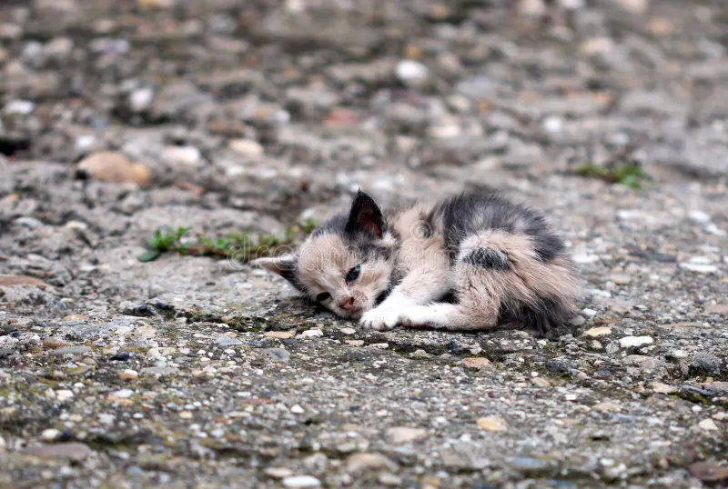 gatinho-abandonado-45120696.webp