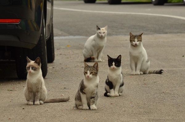 gatos-na-rua-Petlove.jpg