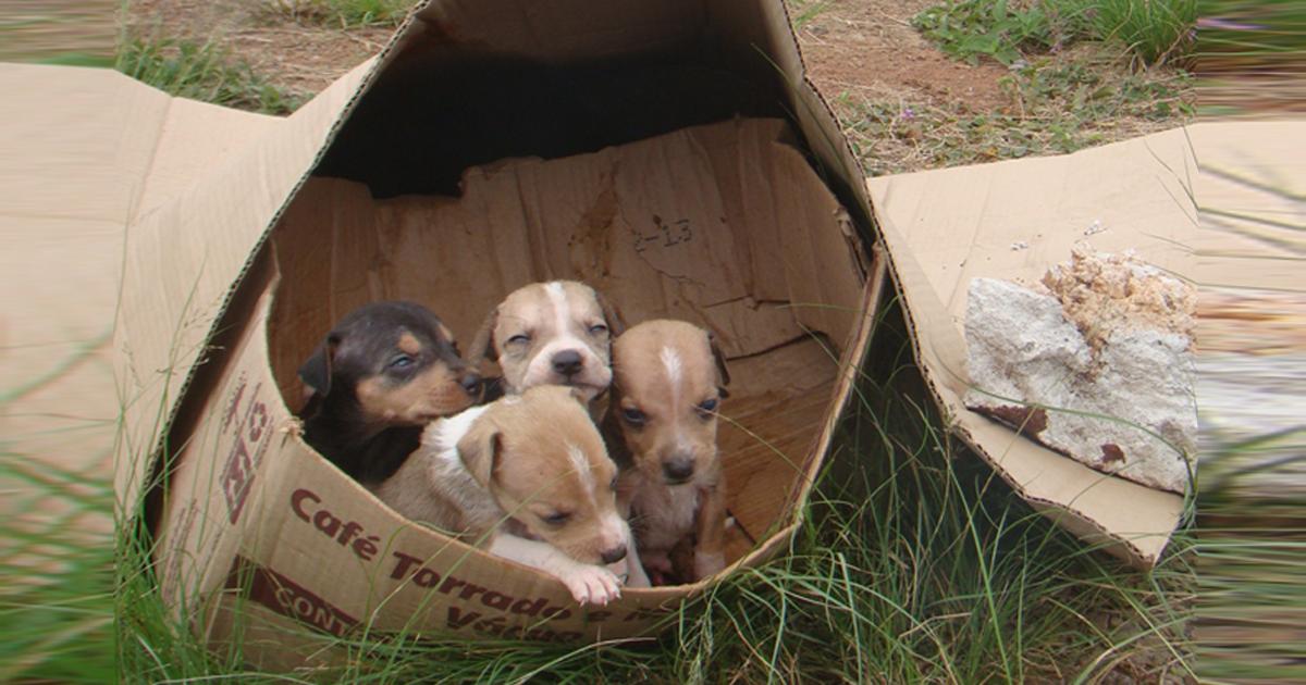 foto-cachorros-abandonados