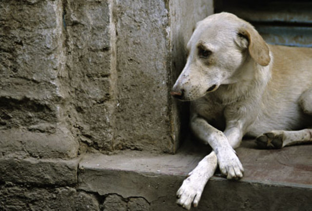 photolibrary_rm_photo_of_abandoned_dog1